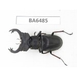 Lucanus prossi. Myanmar, Kechin, Nanse. 1M. BA6485.