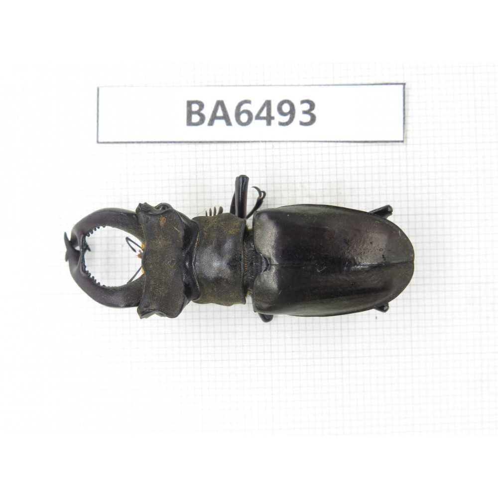 Lucanus sp. Myanmar, Kechin, Nanse. 1M. BA6493.