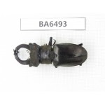 Lucanus sp. Myanmar, Kechin, Nanse. 1M. BA6493.