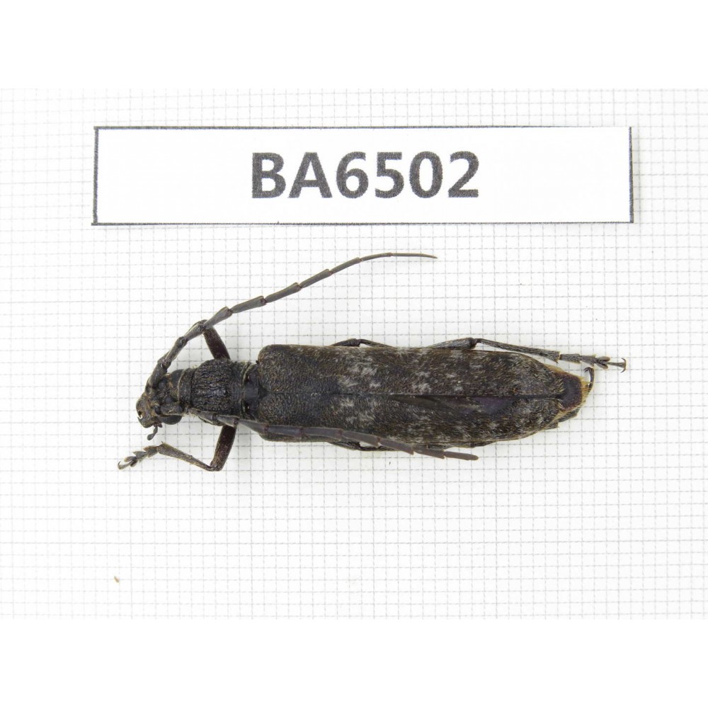 Cerambycidae sp. China, Yunnan, Nujiang, N of Mt.Biluoxueshan. 1Pcs. BA6502.