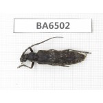 Cerambycidae sp. China, Yunnan, Nujiang, N of Mt.Biluoxueshan. 1Pcs. BA6502.