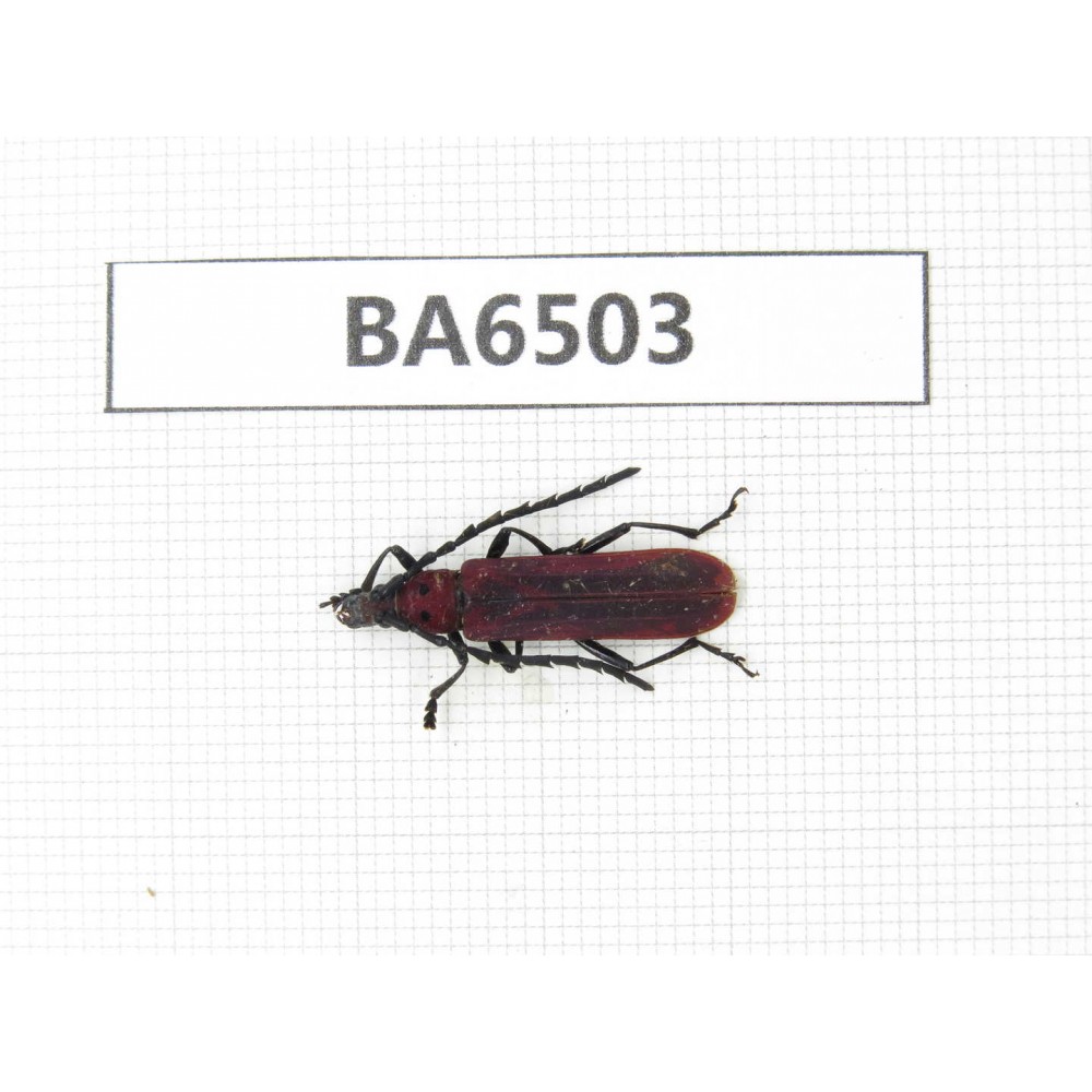 Cerambycidae sp. China, Yunnan, Nujiang, N of Mt.Biluoxueshan. 1Pcs. BA6503.