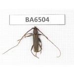 Cerambycidae sp. China, Yunnan, Nujiang, N of Mt.Biluoxueshan. 1Pcs. BA6504.