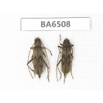 Cerambycidae sp. China, Yunnan, Dehong, Yingjiang county. 2Pcs. BA6508.