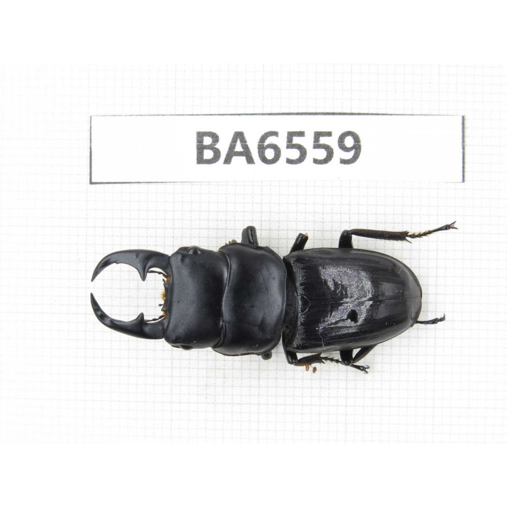 Dorcus sp. China, Tibet, Linzhi, Motuo county. 1M. BA6559.