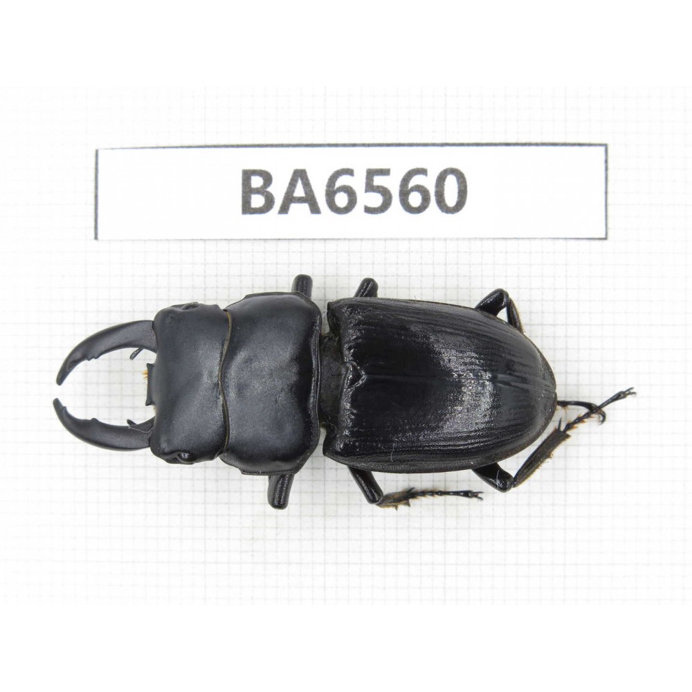 Dorcus sp. China, Tibet, Linzhi, Motuo county. 1M. BA6560.