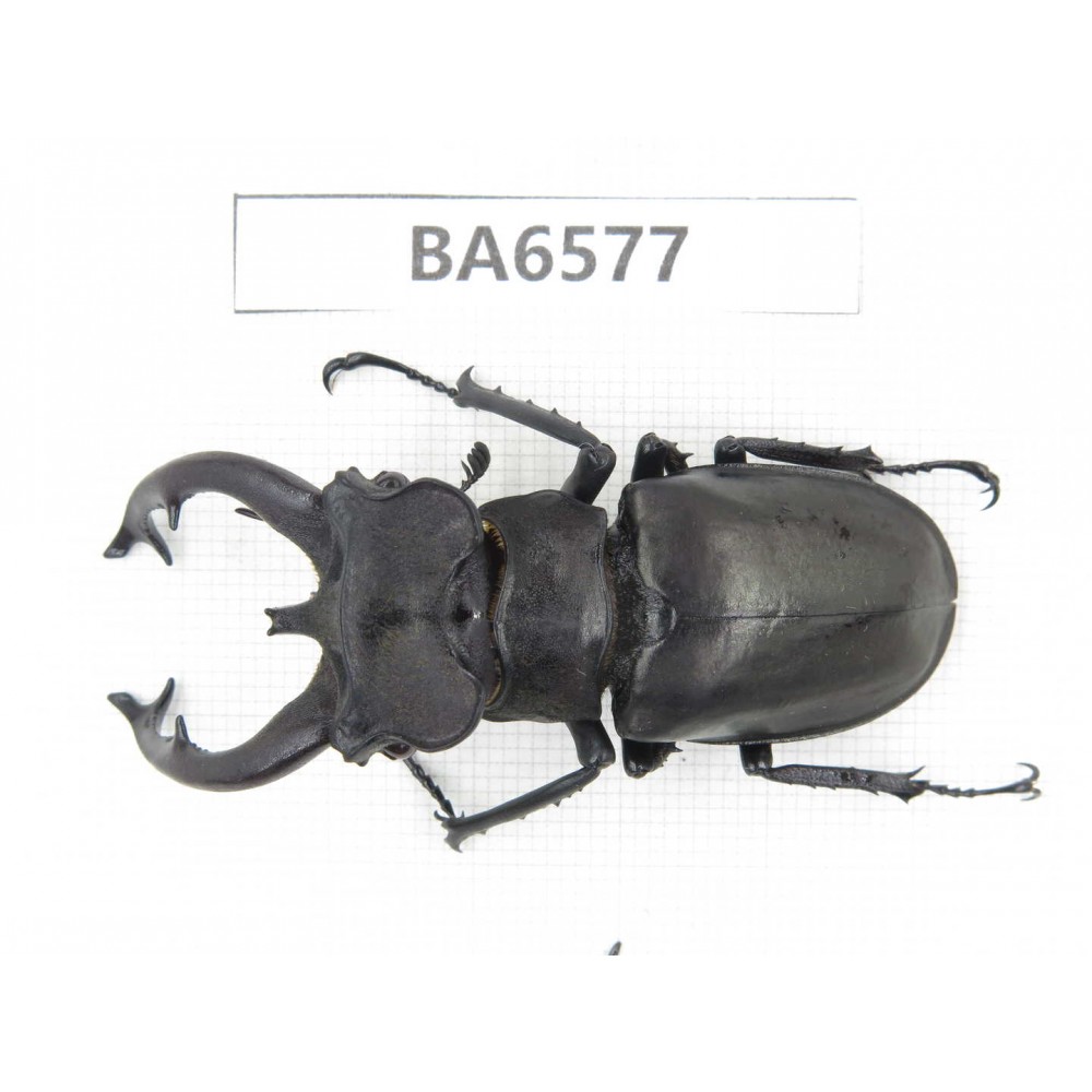 Lucanus fryi. China, Tibet, Linzhi, Motuo county. 1M. BA6577.