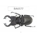 Lucanus fryi. China, Tibet, Linzhi, Motuo county. 1M. BA6577.