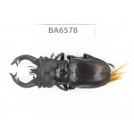 Lucanus fryi. China, Tibet, Linzhi, Motuo county. 1M. BA6578.