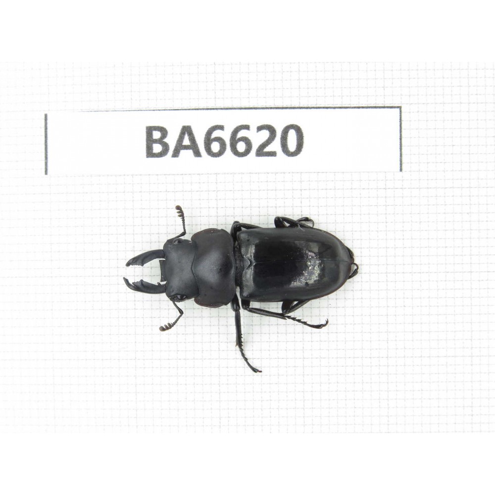 Dorcus sp. China, Tibet, Linzhi, Bomi county. 1M. BA6620.