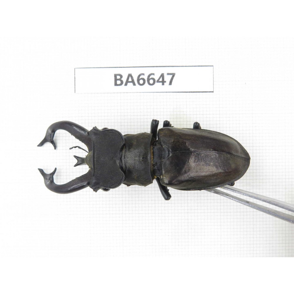 Lucanus tibetanus ssp. China, Yunnan, Nujiang, Gongshan county. 1M. BA6647.