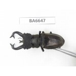 Lucanus tibetanus ssp. China, Yunnan, Nujiang, Gongshan county. 1M. BA6647.