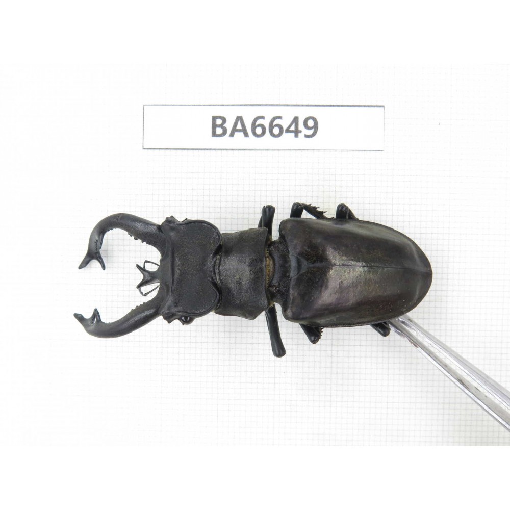 Lucanus tibetanus ssp. China, Yunnan, Nujiang, Gongshan county. 1M. BA6649.