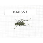 Cerambycidae sp. China, Yunnan, Nujiang, N of Mt.Biluoxueshan. 1Pcs. BA6653.