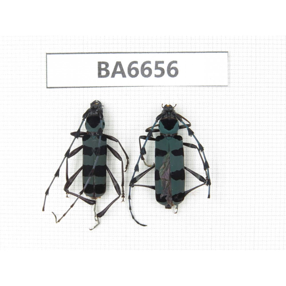 Cerambycidae sp. China, Yunnan, Dali, Jianchuan county. 2Pcs. BA6656.