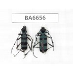 Cerambycidae sp. China, Yunnan, Dali, Jianchuan county. 2Pcs. BA6656.