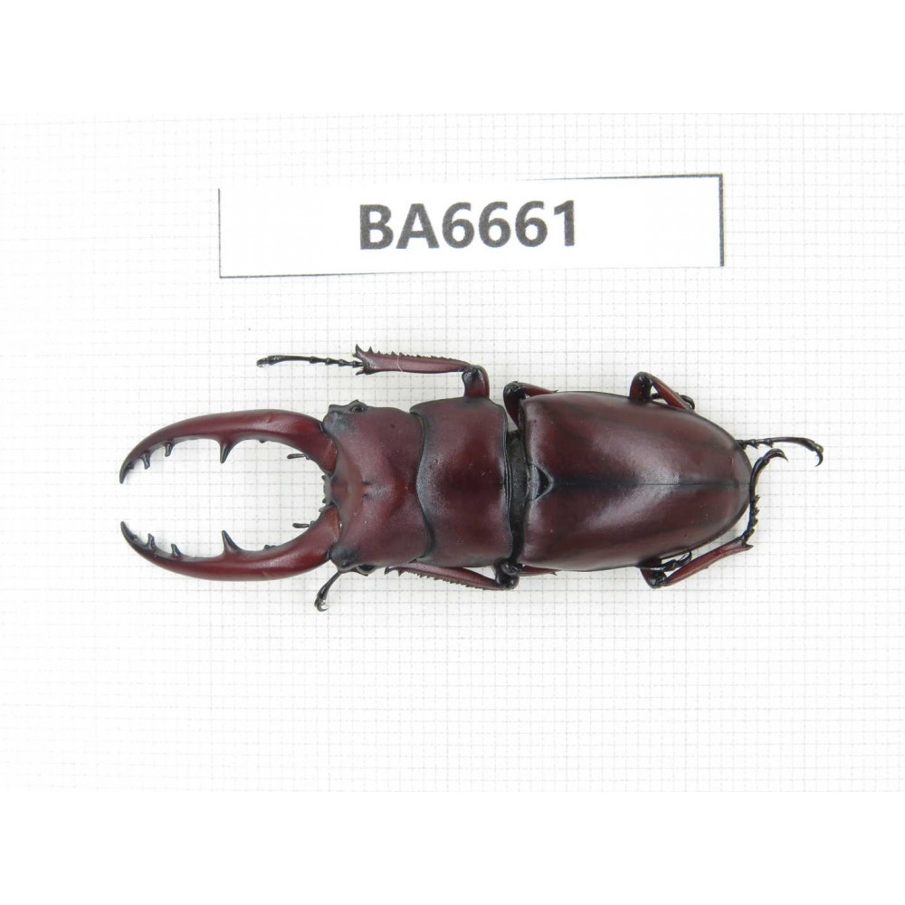 Prosopocoilus sp. China, Yunnan, Dehong, Yingjiang county. 1M. BA6661.