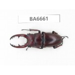 Prosopocoilus sp. China, Yunnan, Dehong, Yingjiang county. 1M. BA6661.