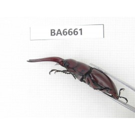 Prosopocoilus sp. China, Yunnan, Dehong, Yingjiang county. 1M. BA6661.