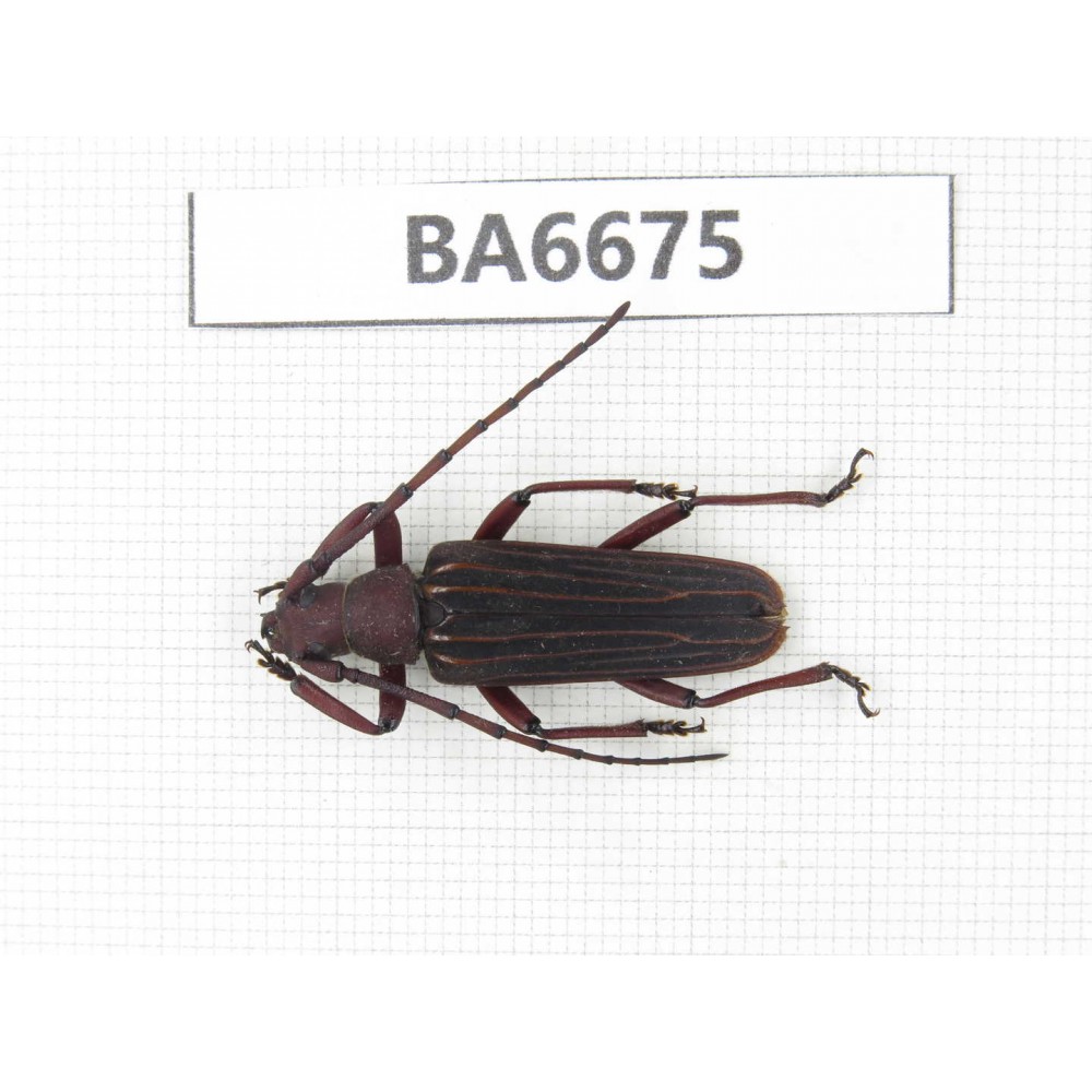 Cerambycidae sp. Myanmar, Kechin, Nanse. 1Pcs. BA6675.