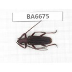 Cerambycidae sp. Myanmar, Kechin, Nanse. 1Pcs. BA6675.