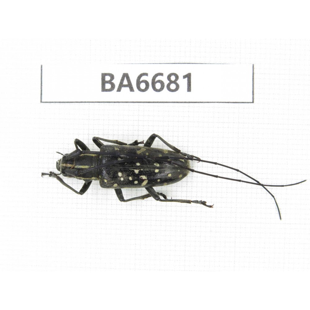 Cerambycidae sp. Myanmar, Kechin, Nanse. 1Pcs. BA6681.
