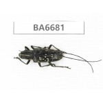 Cerambycidae sp. Myanmar, Kechin, Nanse. 1Pcs. BA6681.