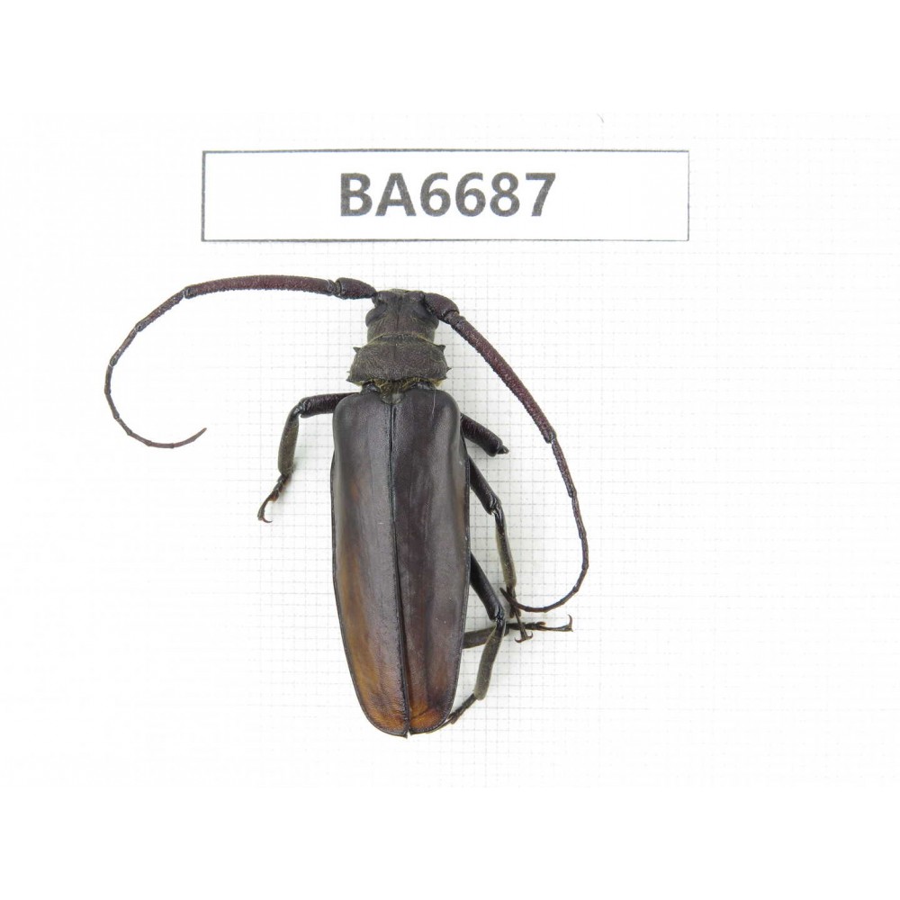Cerambycidae sp. Myanmar, Kechin, Nanse. 1Pcs. BA6687.