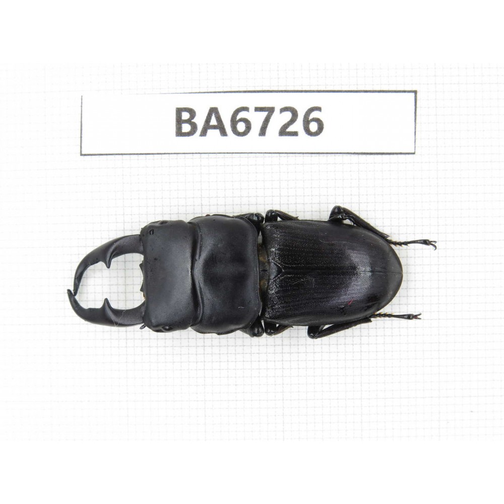 Dorcus sp. Myanmar, Kechin, Nanse. 1M. BA6726.