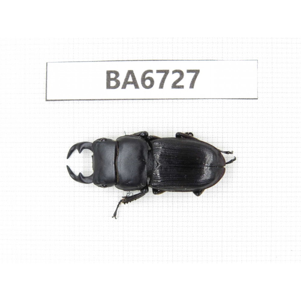 Dorcus sp. Myanmar, Kechin, Nanse. 1M. BA6727.