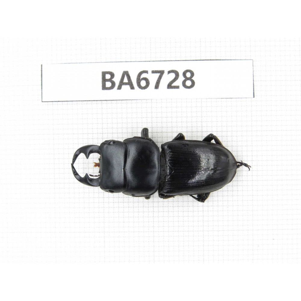 Dorcus sp. Myanmar, Kechin, Nanse. 1M. BA6728.