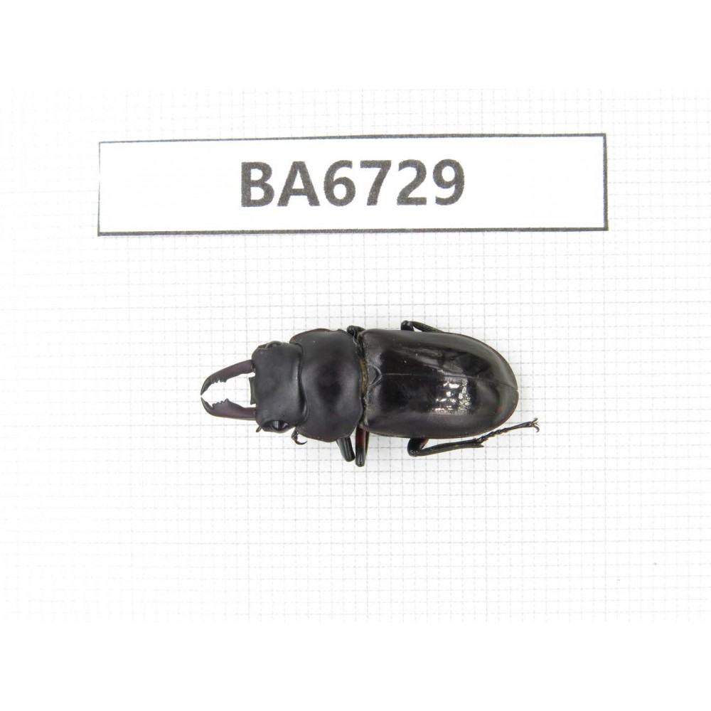 Dorcus sp. Myanmar, Kechin, Nanse. 1M. BA6729.