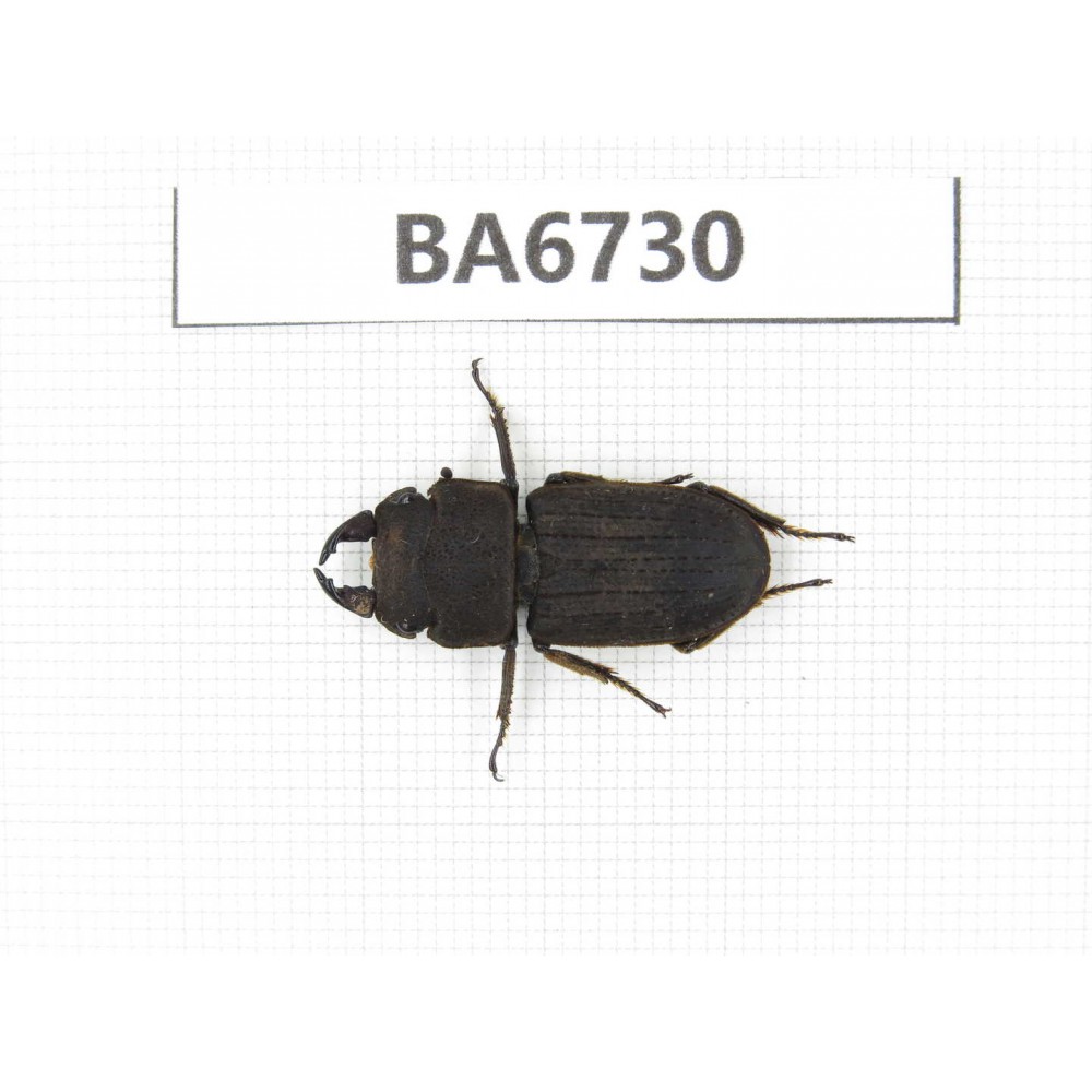 Dorcus sp. Myanmar, Kechin, Nanse. 1M. BA6730.
