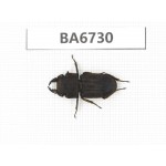 Dorcus sp. Myanmar, Kechin, Nanse. 1M. BA6730.