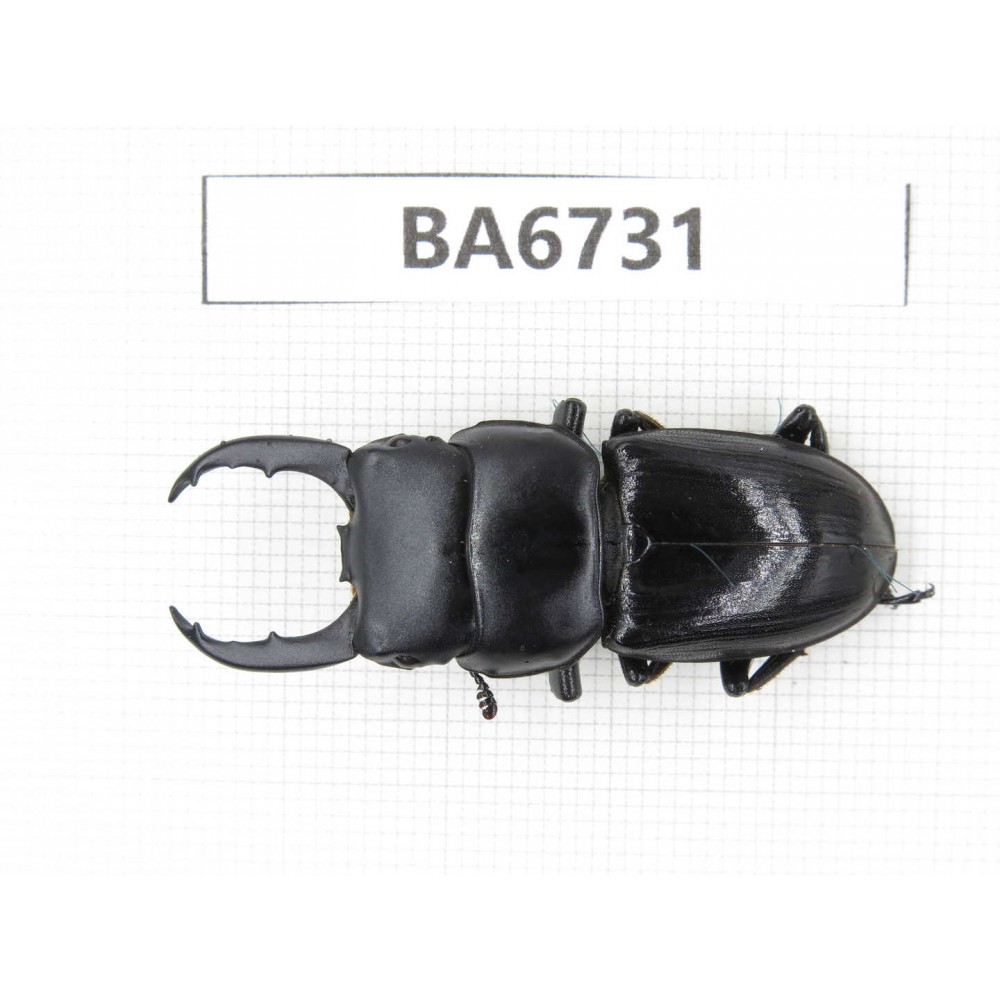 Dorcus sp. Myanmar, Kechin, Nanse. 1M. BA6731.