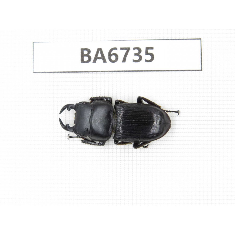 Dorcus sp. Myanmar, Kechin, Nanse. 1M. BA6735.