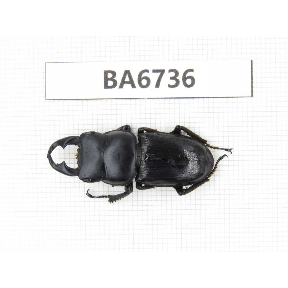 Dorcus sp. Myanmar, Kechin, Nanse. 1M. BA6736.