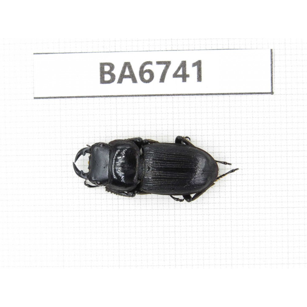 Dorcus sp. Myanmar, Kechin, Nanse. 1M. BA6741.