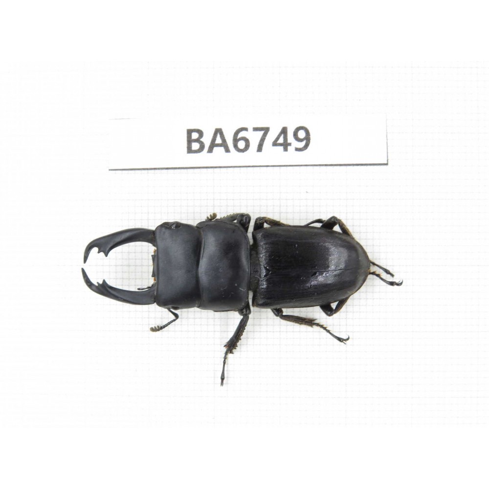 Dorcus sp. Myanmar, Kechin, Nanse. 1M. BA6749.