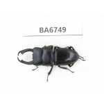 Dorcus sp. Myanmar, Kechin, Nanse. 1M. BA6749.
