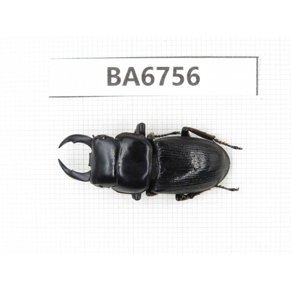 Dorcus sp. Myanmar, Kechin, Nanse. 1M. BA6756.