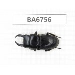 Dorcus sp. Myanmar, Kechin, Nanse. 1M. BA6756.