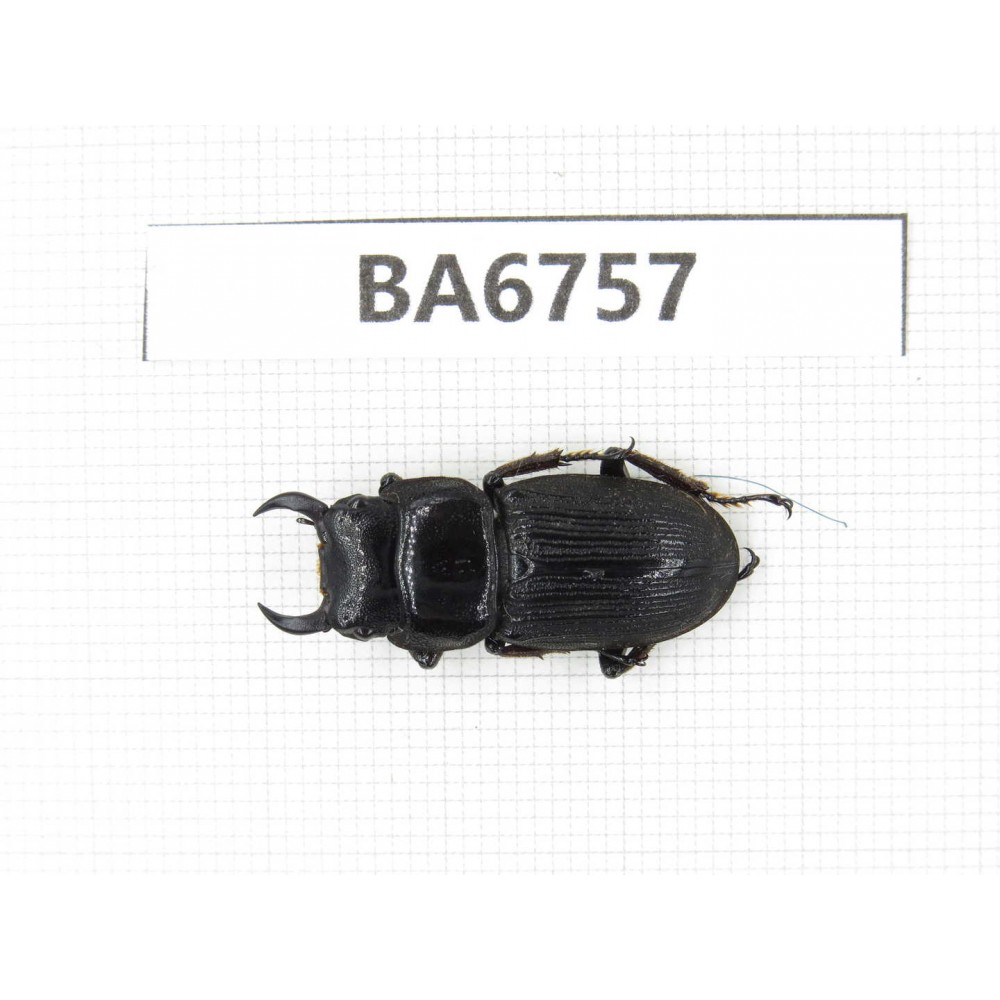 Dorcus sp. Myanmar, Kechin, Nanse. 1M. BA6757.