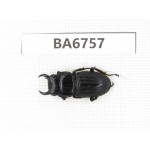 Dorcus sp. Myanmar, Kechin, Nanse. 1M. BA6757.