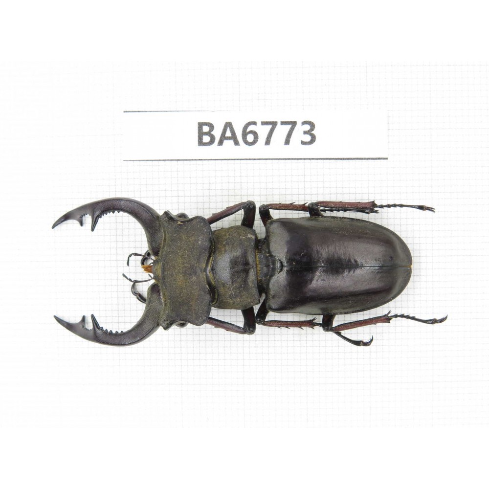 Lucanus prossi. Myanmar, Kechin, Nanse. 1M. BA6773.
