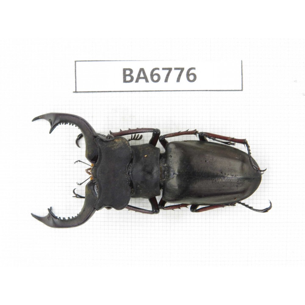 Lucanus prossi. Myanmar, Kechin, Nanse. 1M. BA6776.