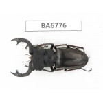 Lucanus prossi. Myanmar, Kechin, Nanse. 1M. BA6776.