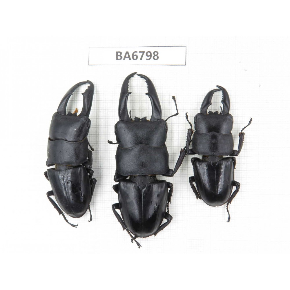 Dorcus sp. China, Guizhou, Qiandongnan, Mt.Leigongshan. 3M. BA6798.