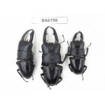 Dorcus sp. China, Guizhou, Qiandongnan, Mt.Leigongshan. 3M. BA6798.