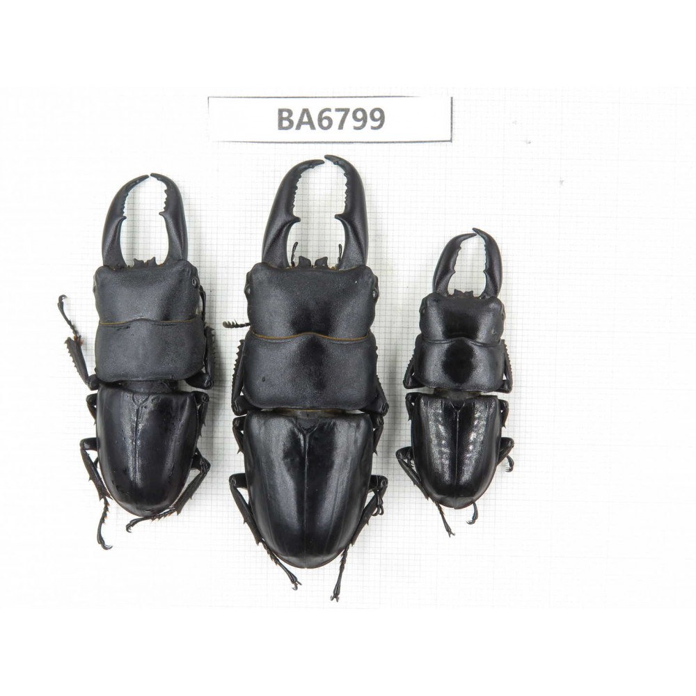 Dorcus titanus ssp. China, Guizhou, Qiandongnan, Mt.Leigongshan. 3M. BA6799.